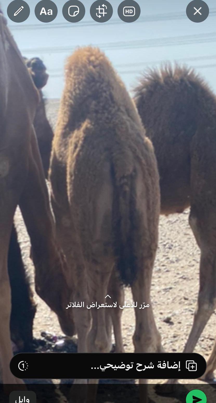 قعود سمين نظيف
