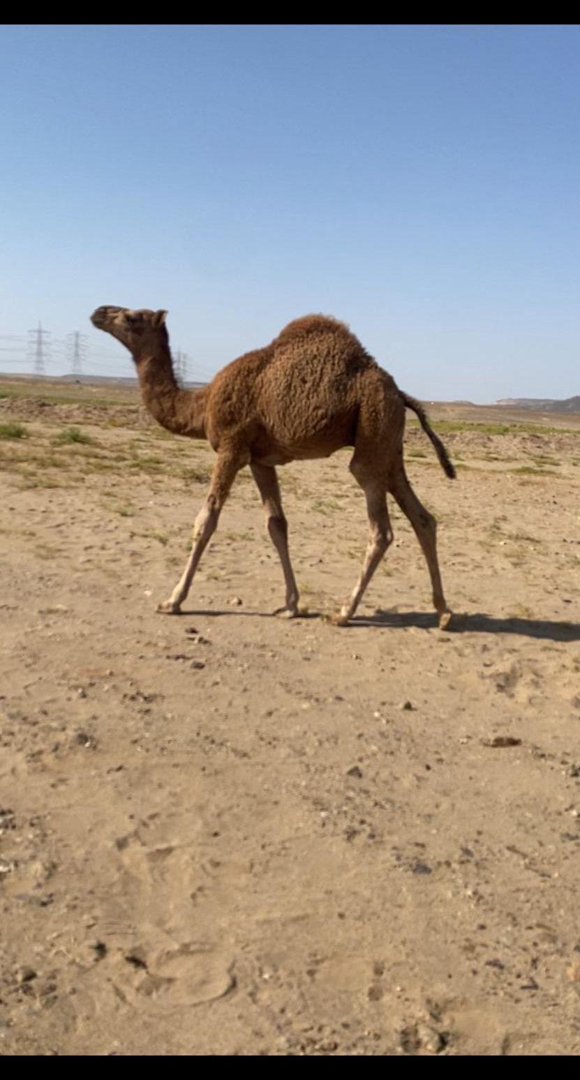 قعود سمين نظيف