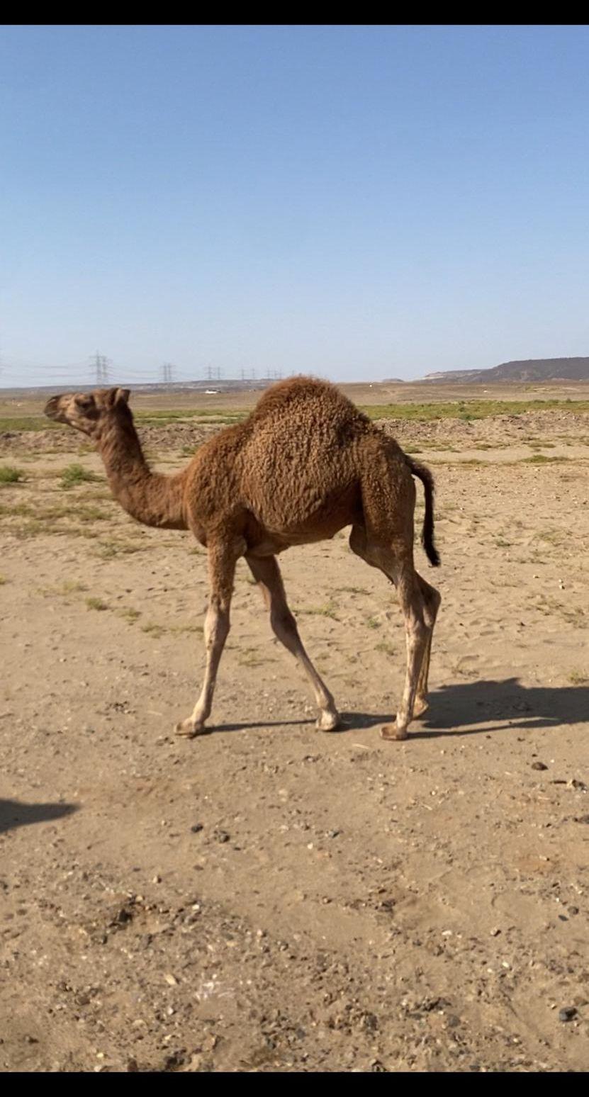 قعود سمين نظيف