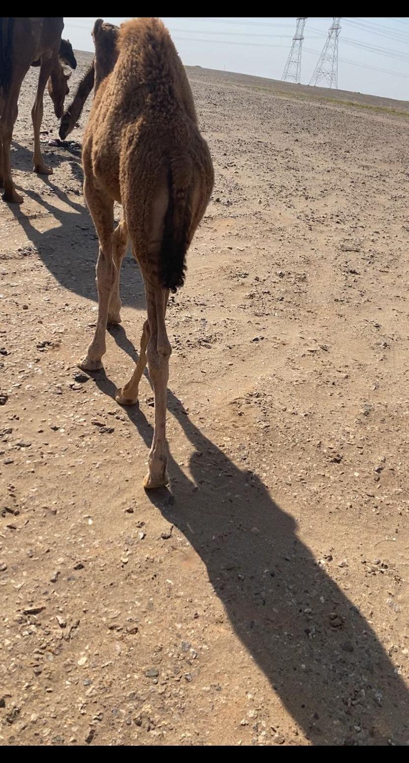 قعود سمين نظيف