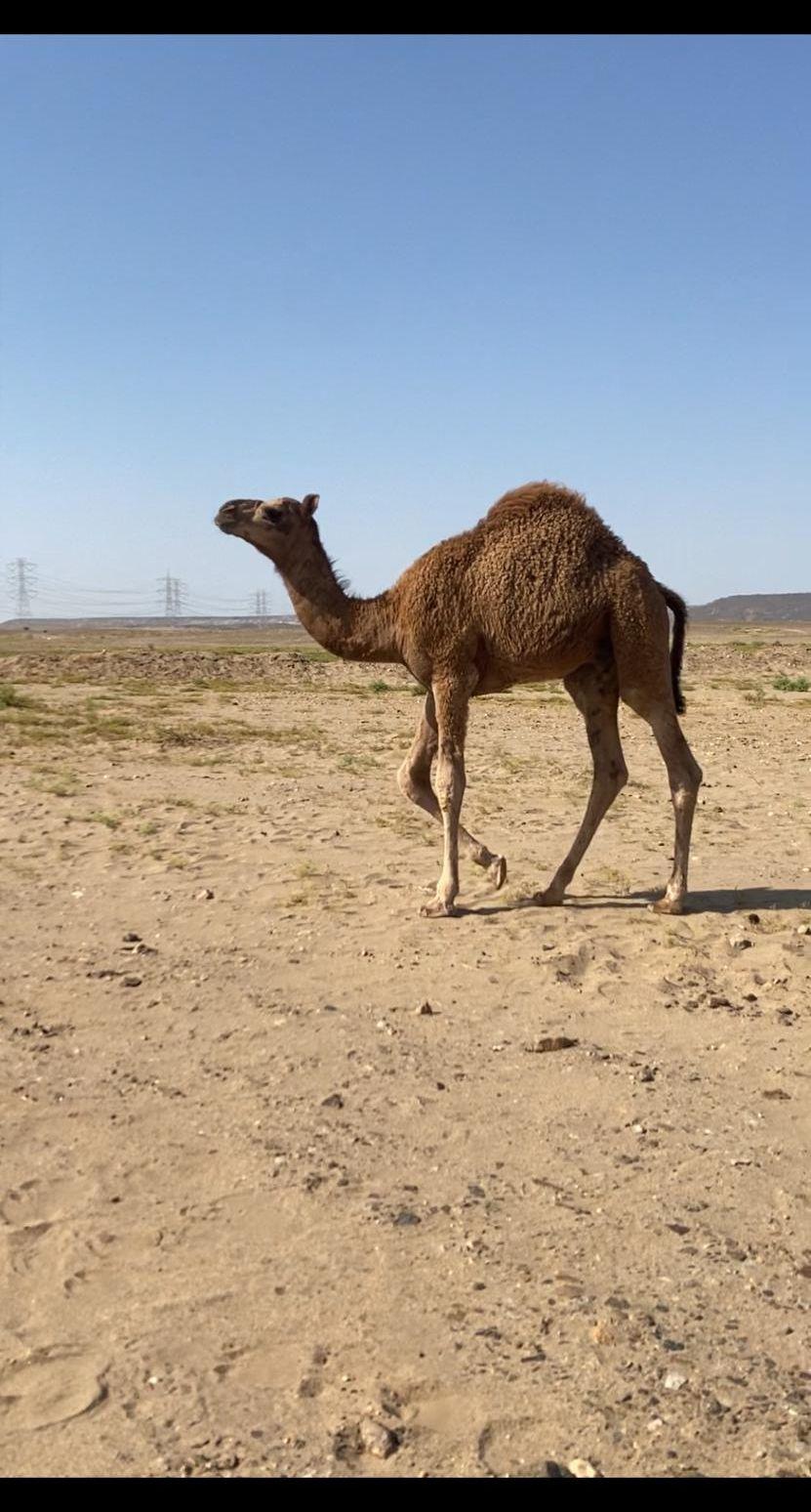 قعود سمين نظيف