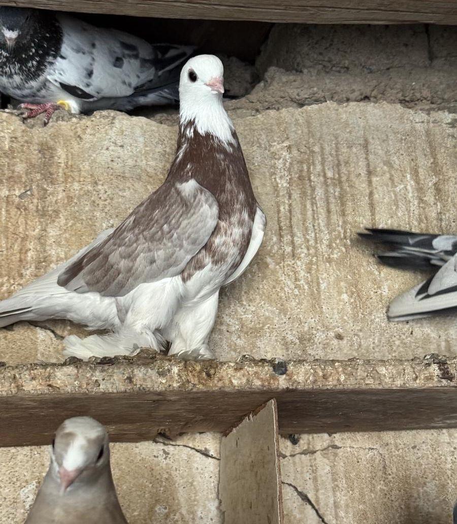 حمام صفاقي (