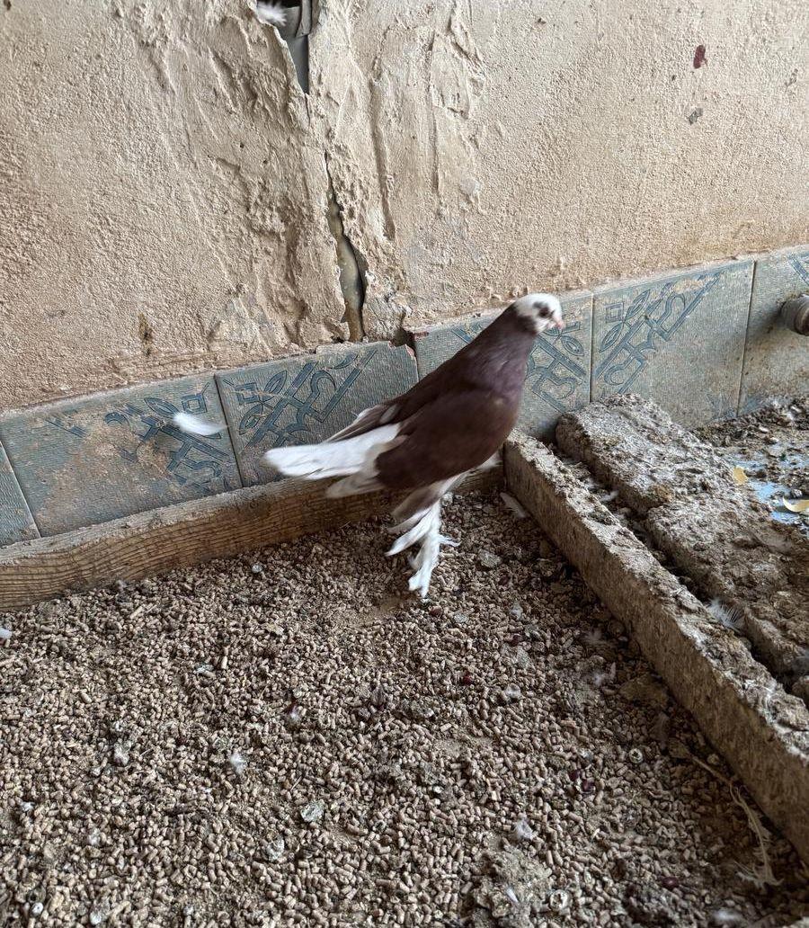 حمام صفاقي (