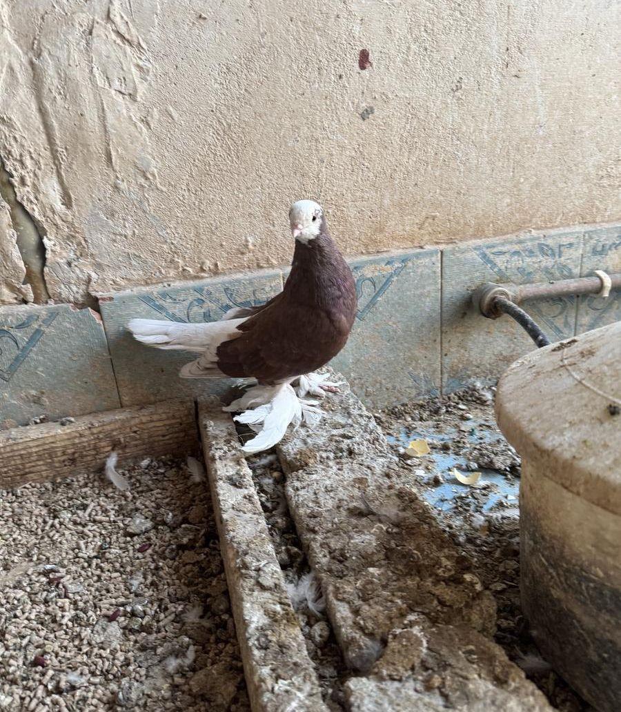 حمام صفاقي (