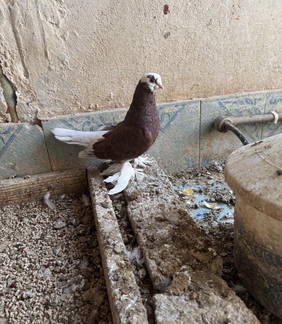 حمام صفاقي (