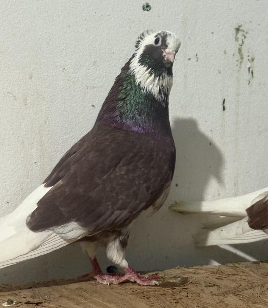 زوج قطيفي احمر