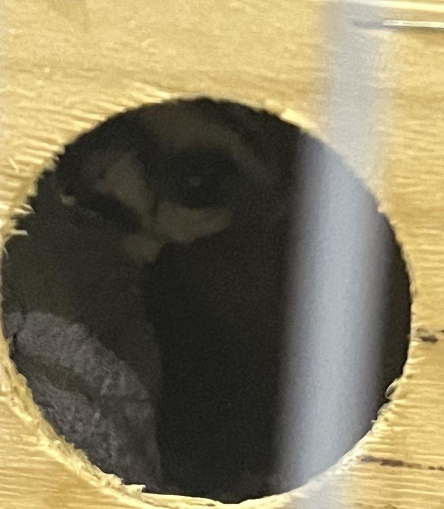 سنجاب طائر اثنين