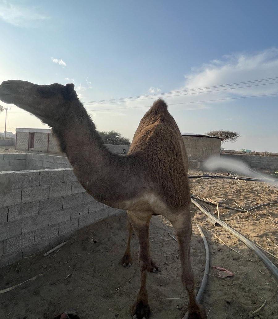 بكره حايل جذعة