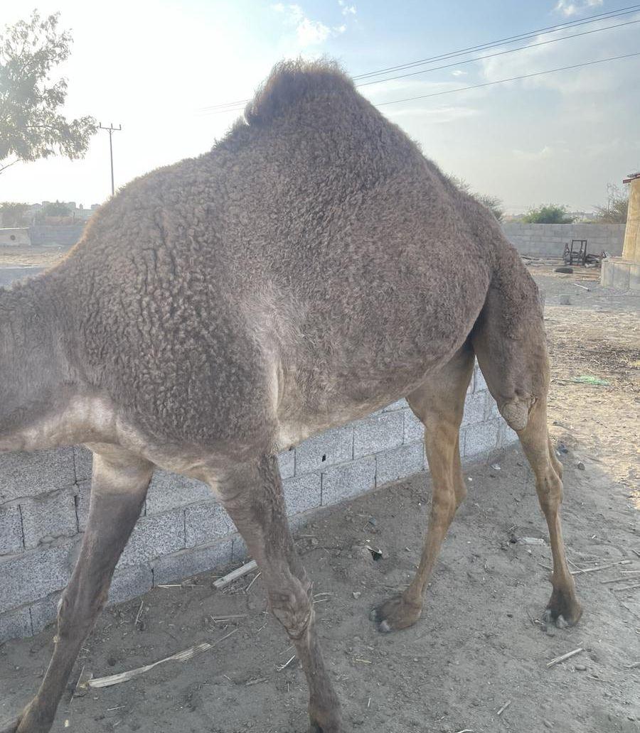 بكره حايل جذعة