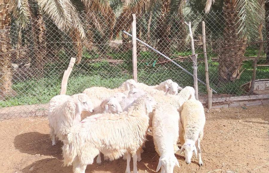 طلبات حري للبيع