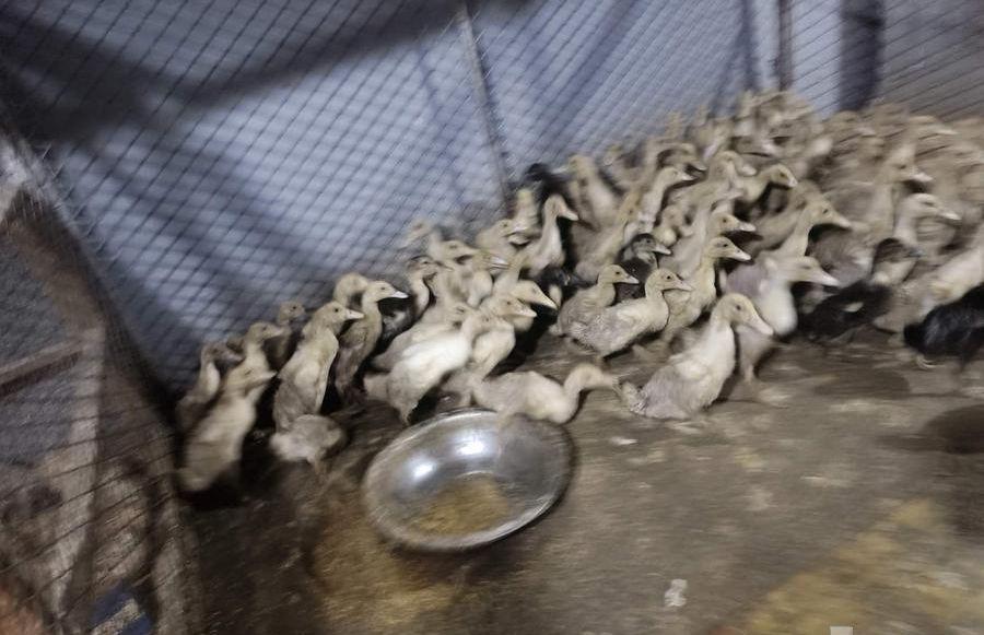 صوص بط بكيني