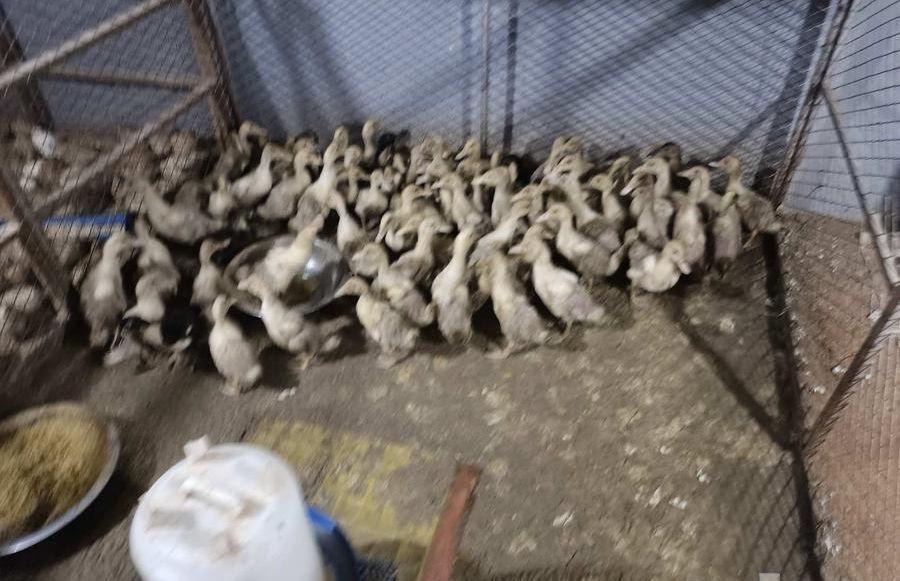 صوص بط بكيني