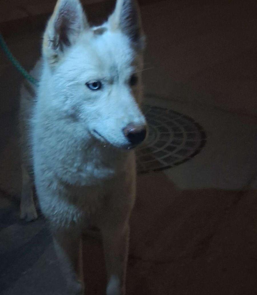 White Siberian Husky