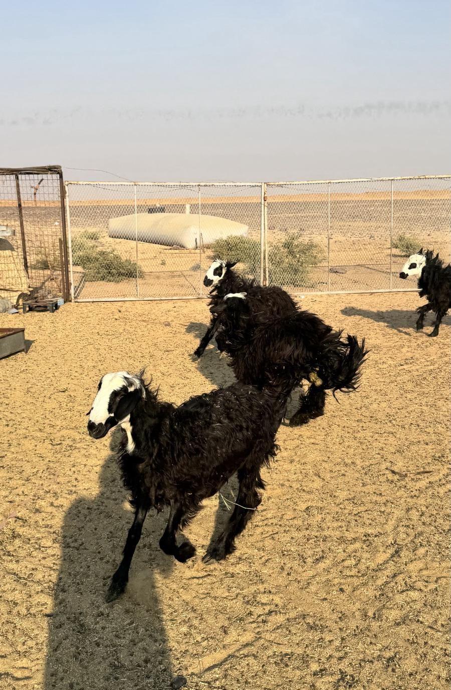 خرفان نجدي