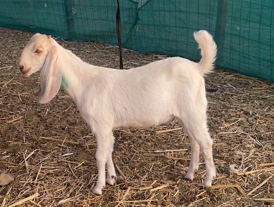 جفره بنجابيه بيضا