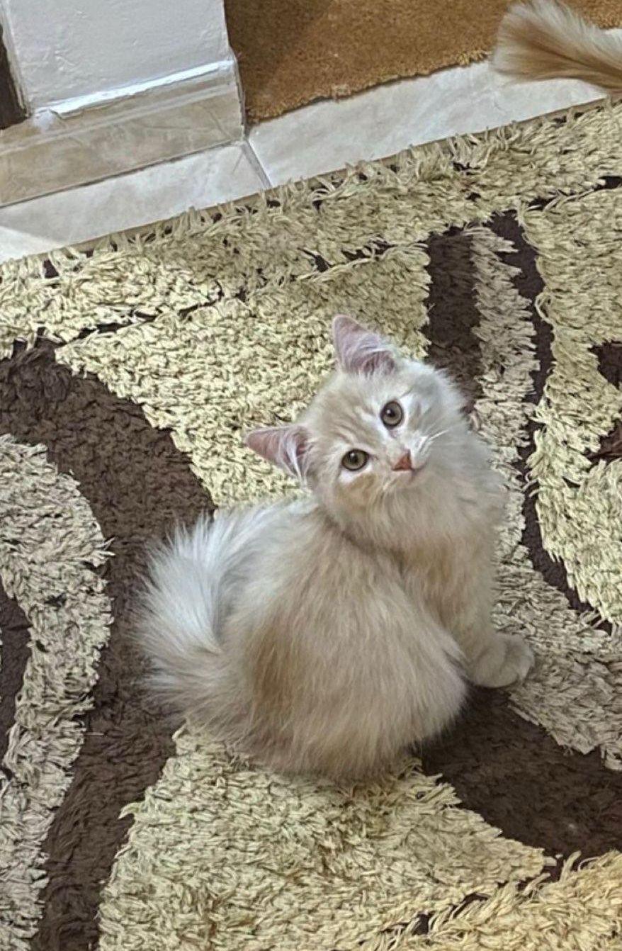 قط شيرازي امريكي