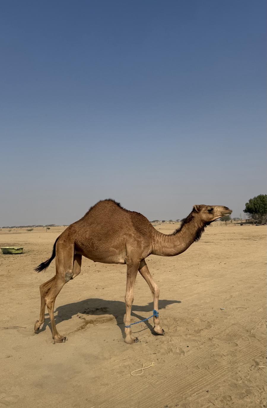 بكار مفاريد للبيع