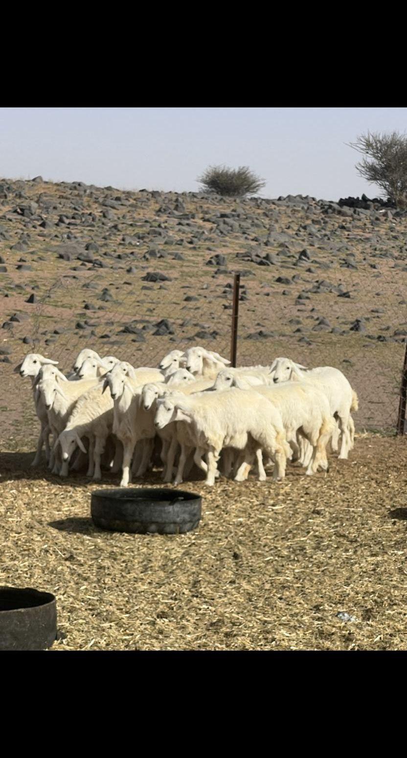 رخال مراح