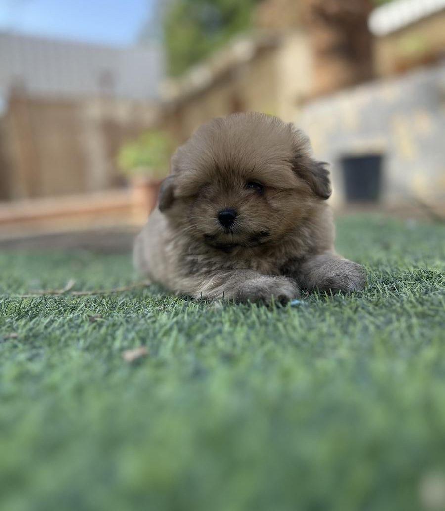 جراوه بومرينيان