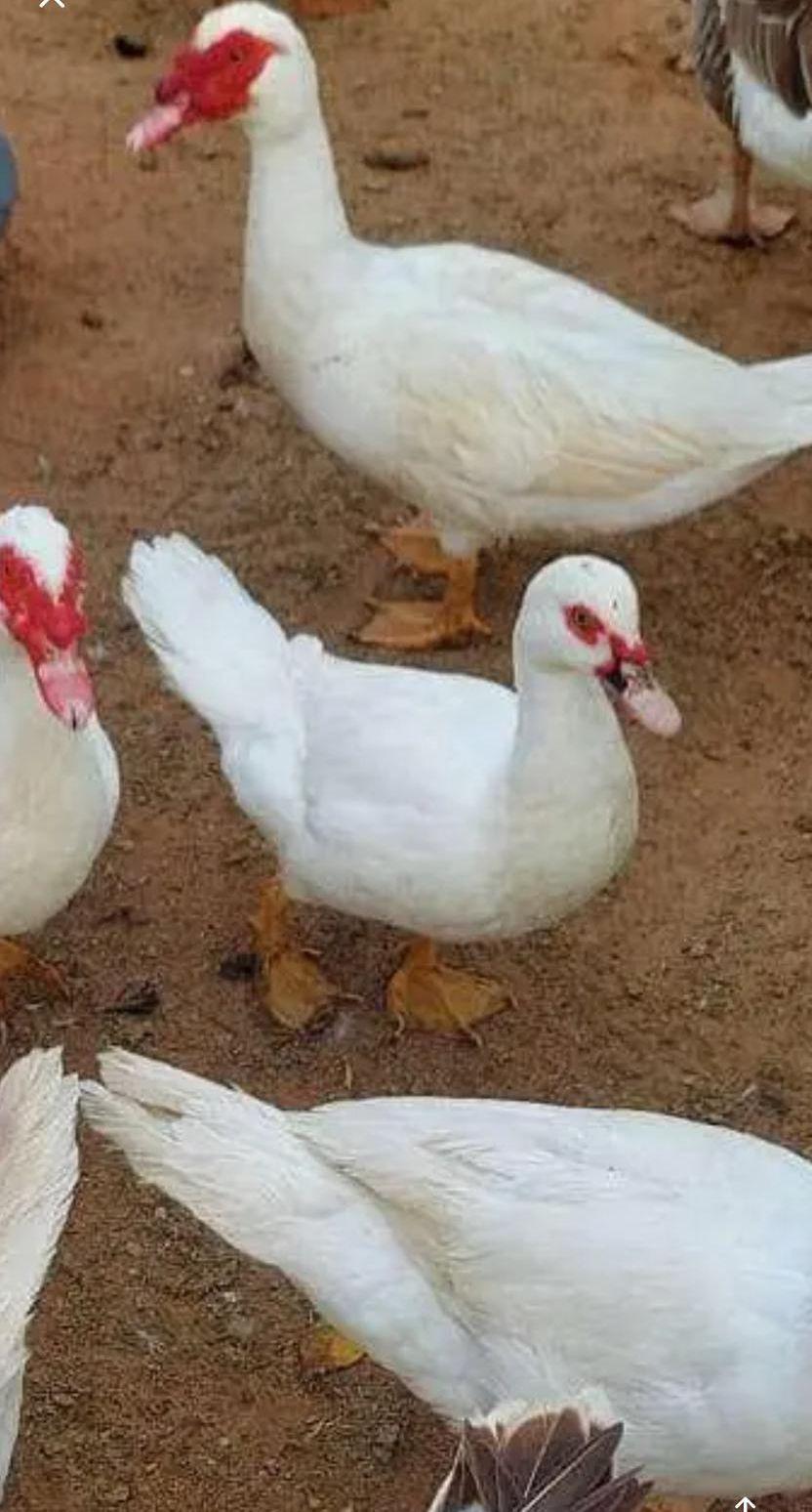 بط مسكوفي او