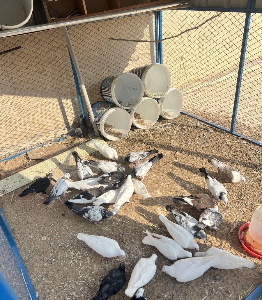 حمام صنعاني