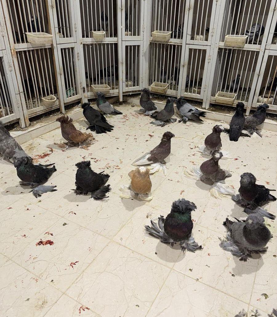 طيور بخارى للبيع