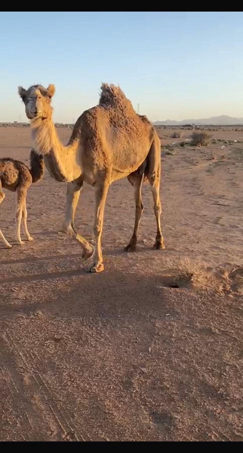 ناقه خلفه