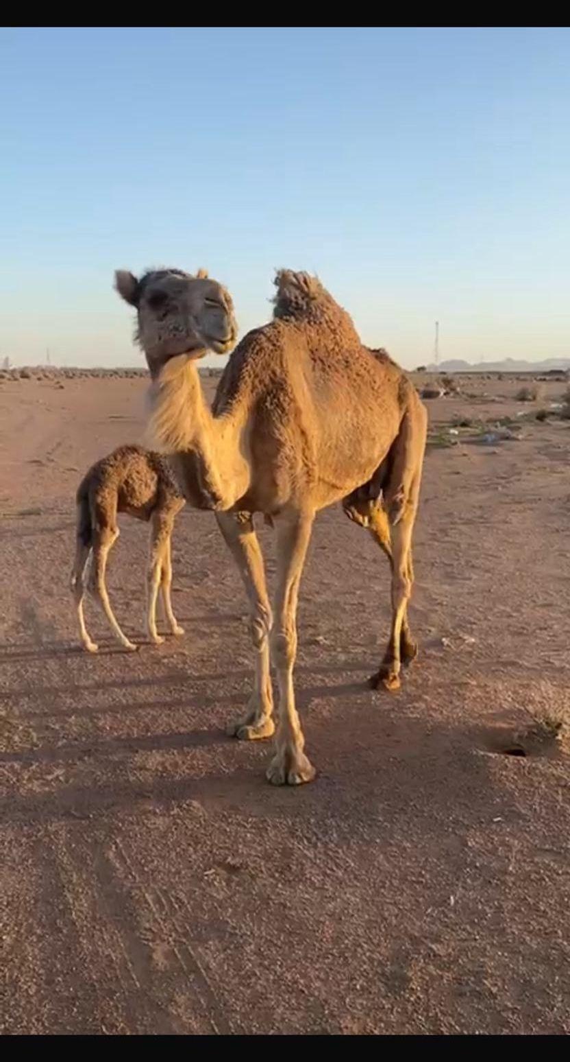 ناقه خلفه