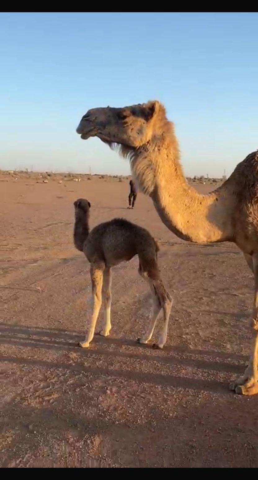 ناقه خلفه