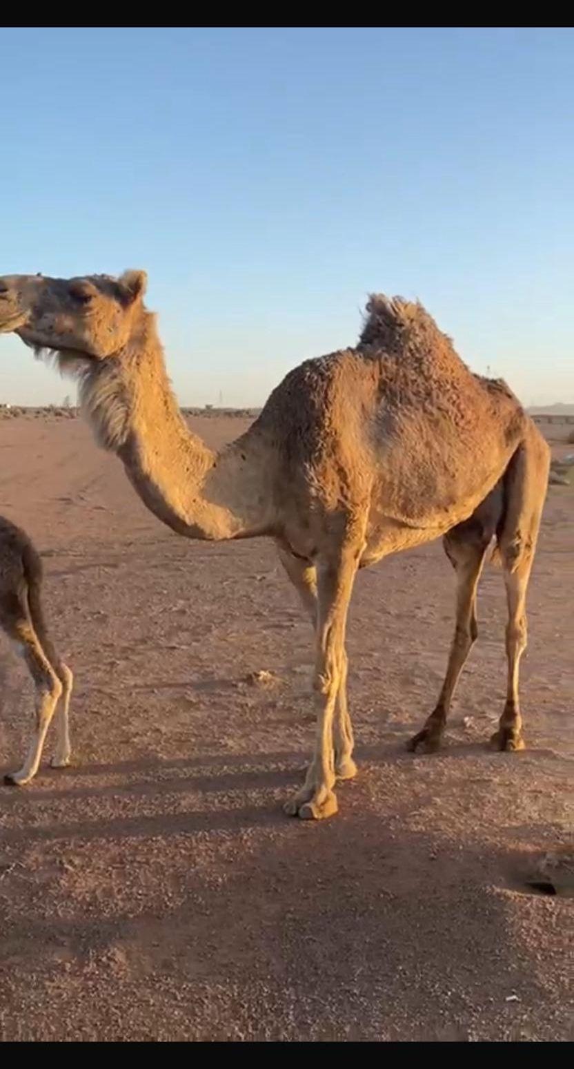 ناقه خلفه