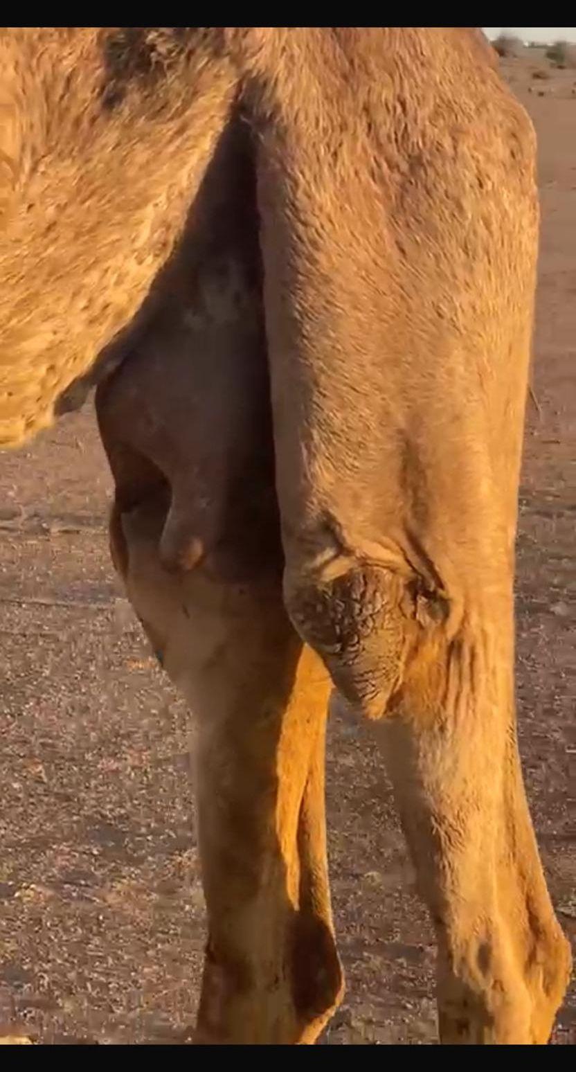 ناقه خلفه