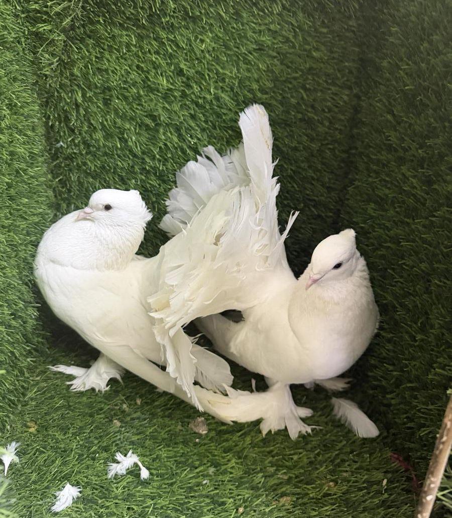 ذكرين رقاص