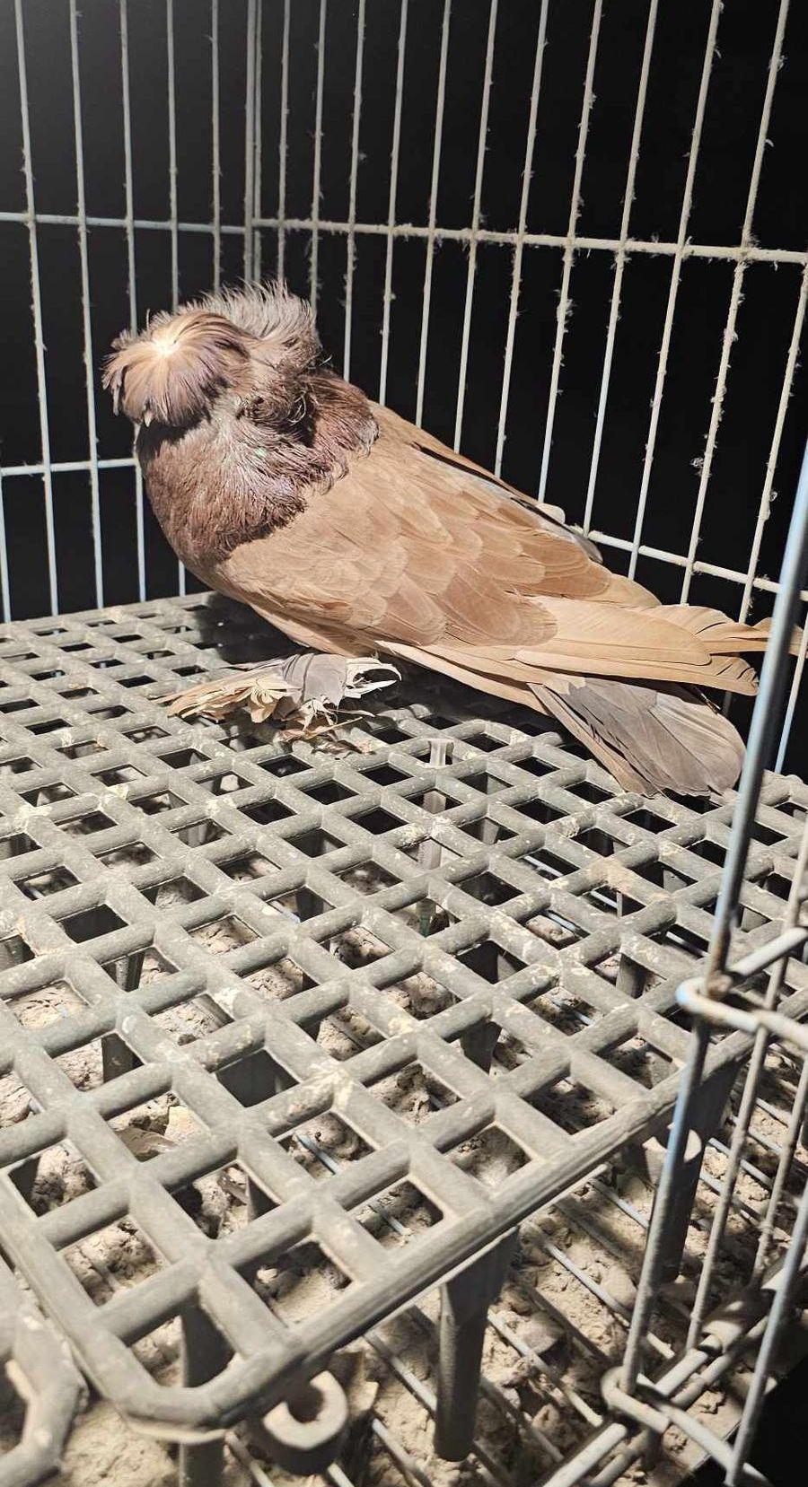 جوز بخارى احمر24