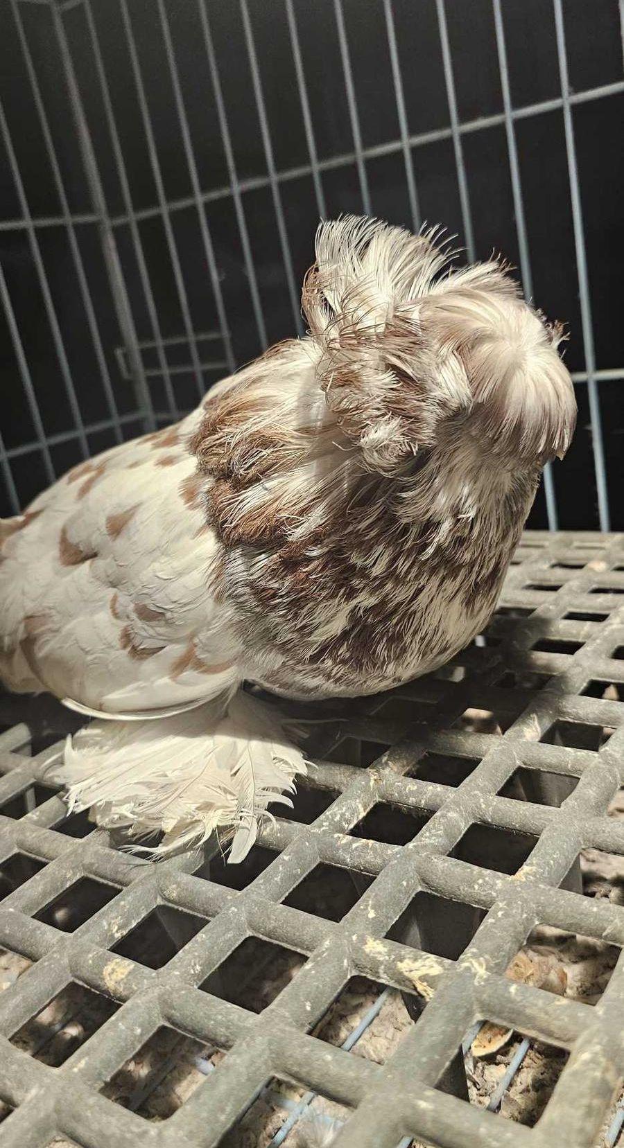 جوز بخارى احمر24