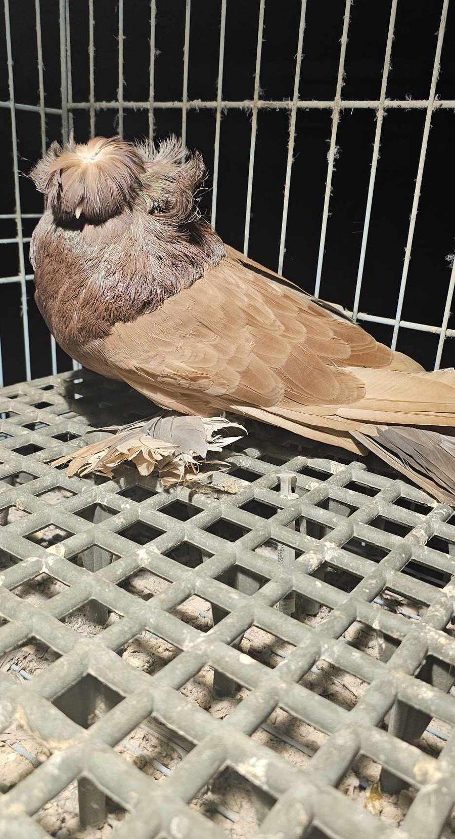 جوز بخارى احمر24