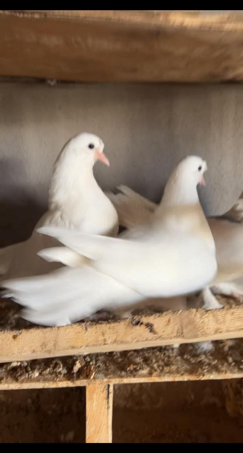 للبيع حمام تركي