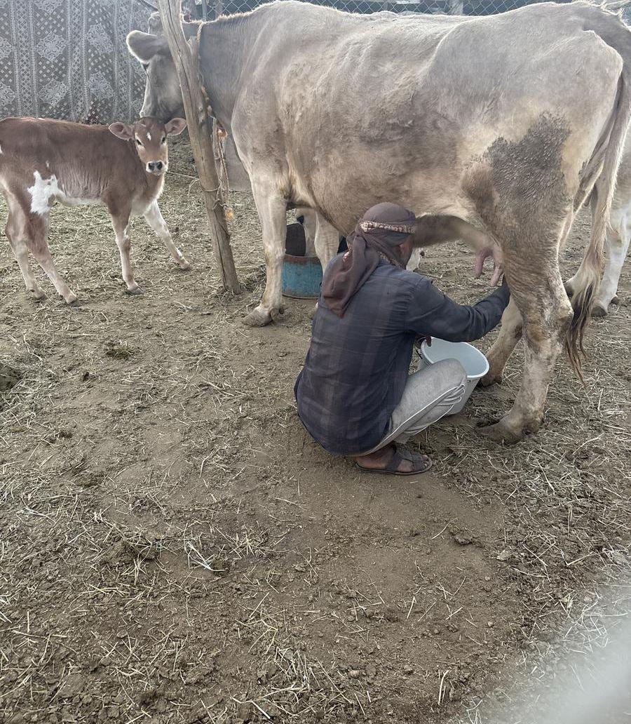 بقر الماني شكله