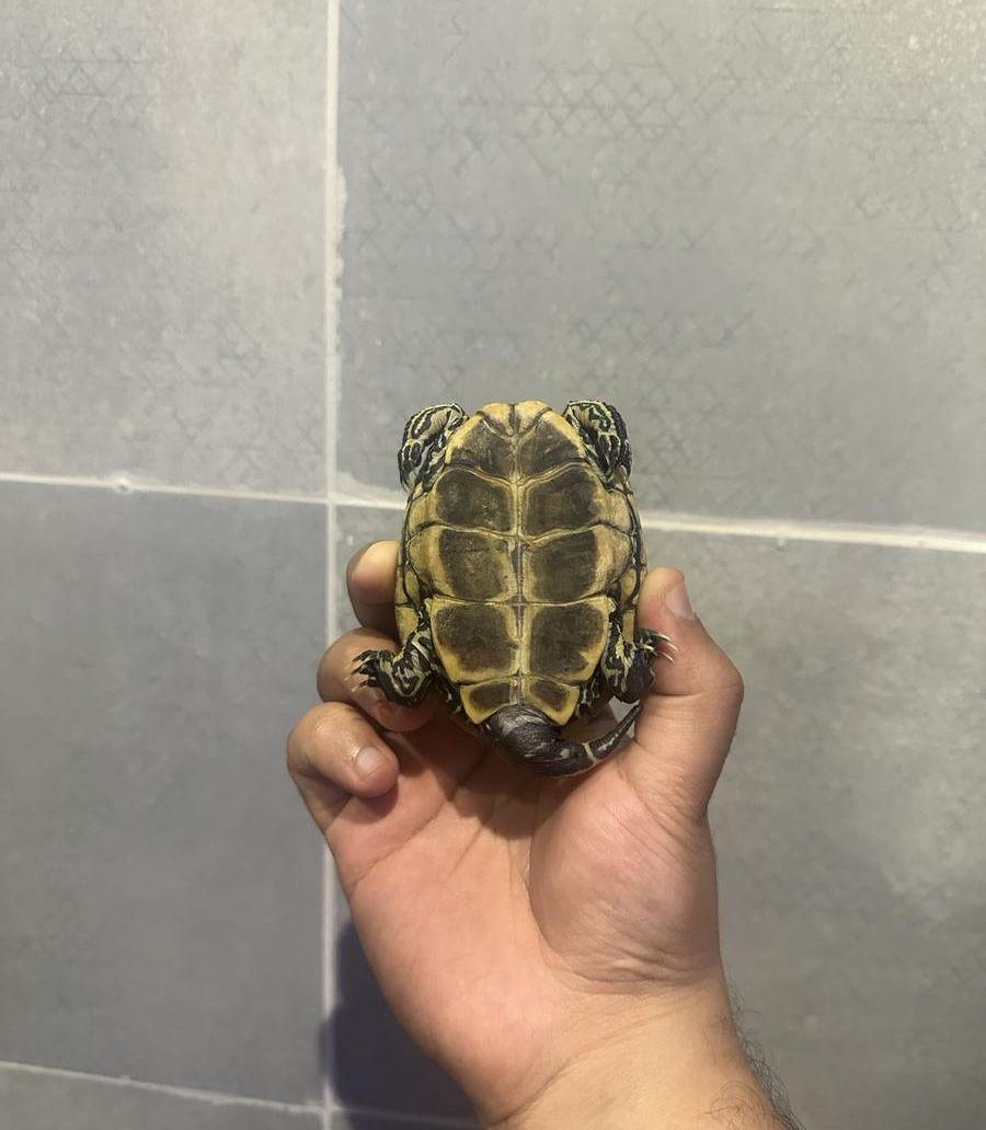 سلحفاه عمرها 3