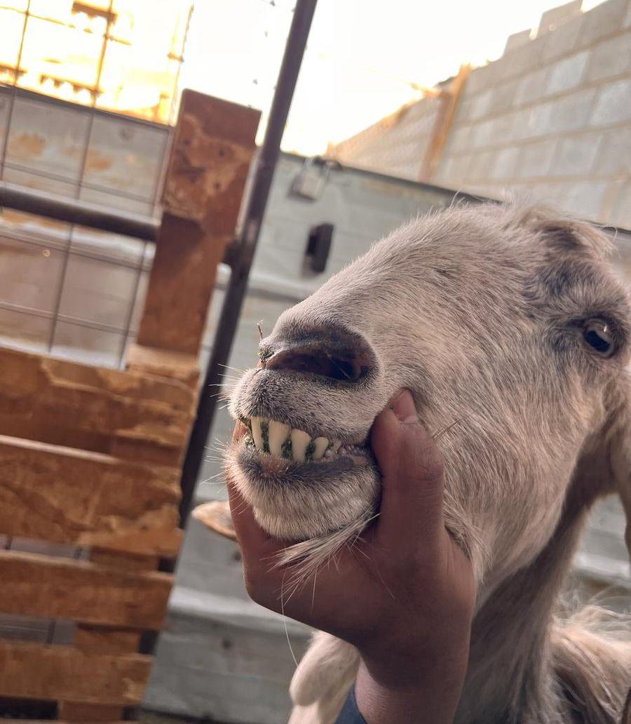 عنز حايل للبيع