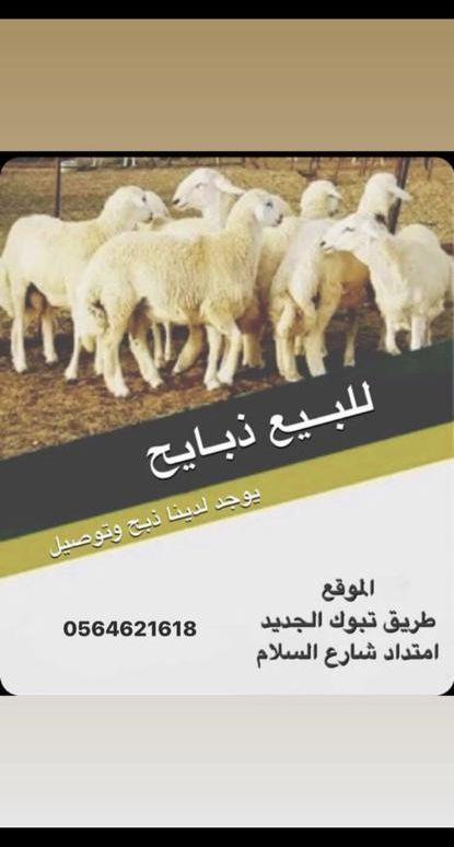 موردين للاغنام شركات