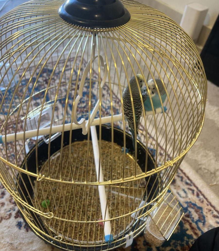 طيورالبادجي ذكر وانثى