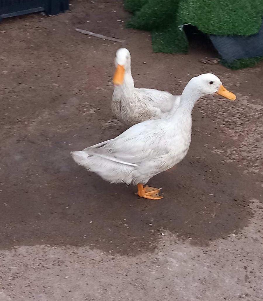 حيوان بطة