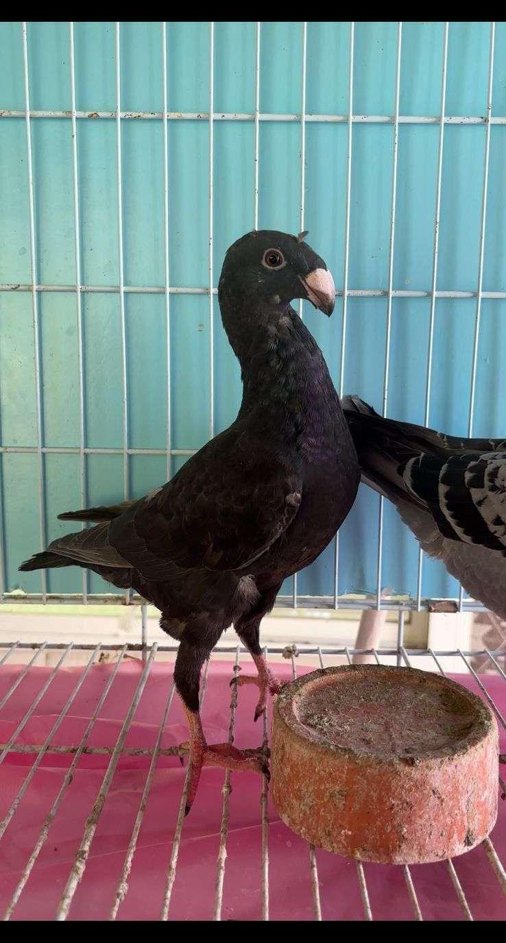 بيوتي هومر