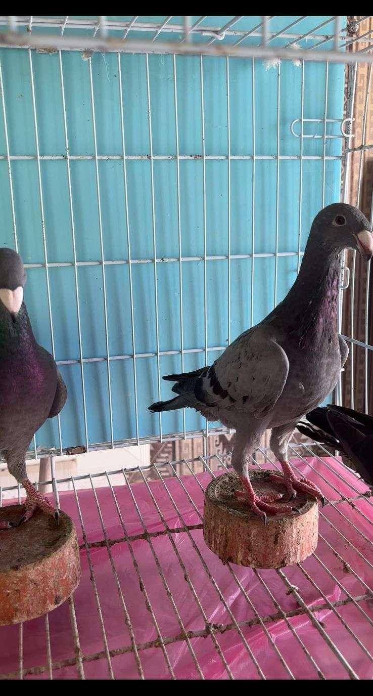 بيوتي هومر