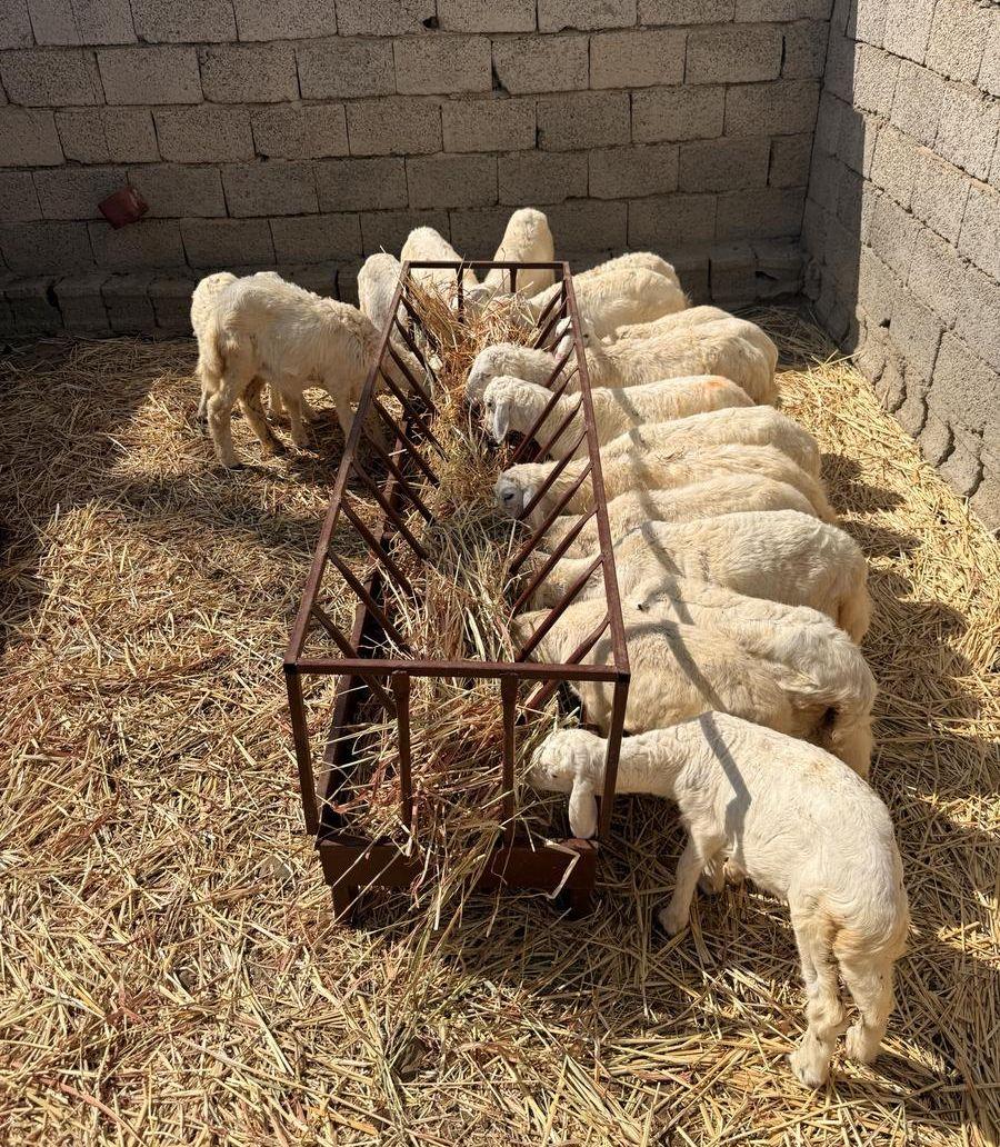 طليان اضاحي شرط