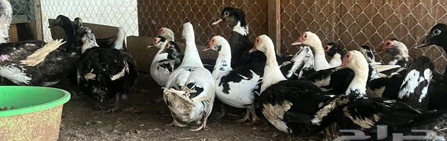 بط مصري أحجام