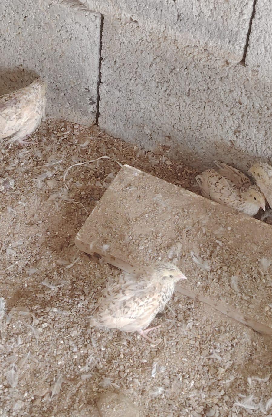 سمان للبيع العمر