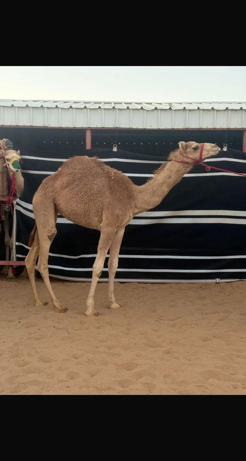 بكره شكل وسلاله