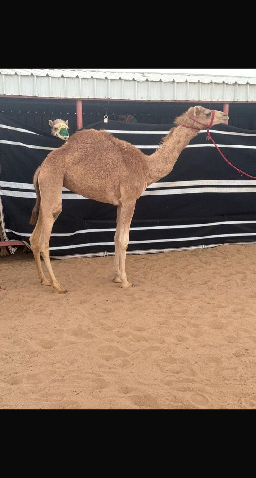 بكره شكل وسلاله