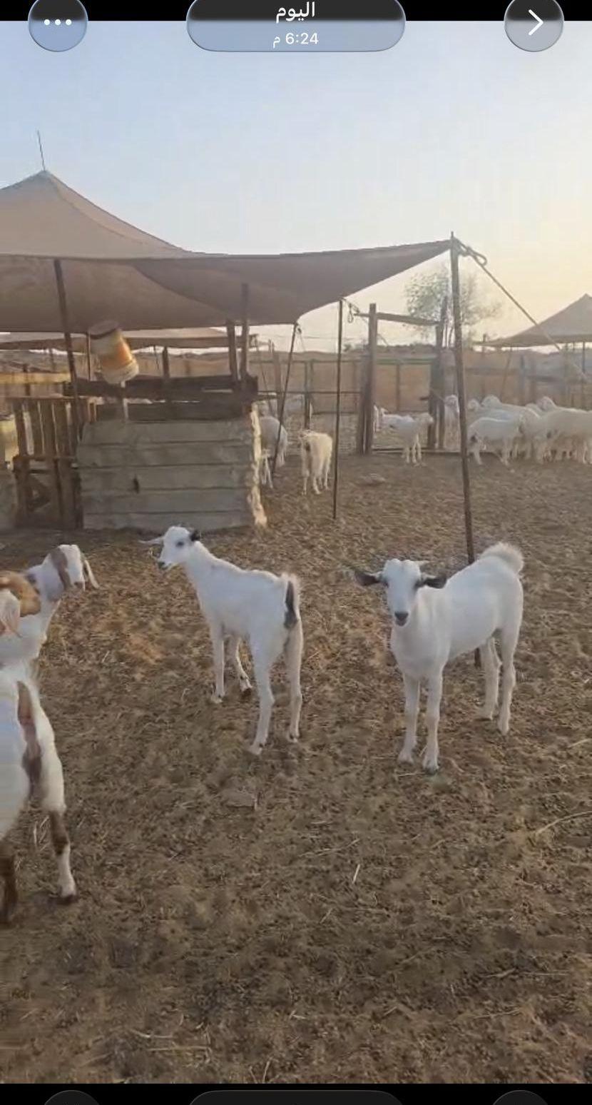 سواكني حمري تربيه
